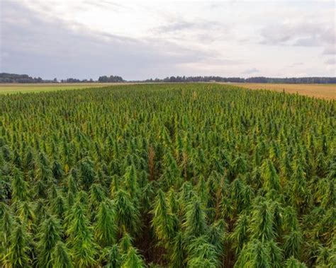 Hemp farm ADZELVIESI 